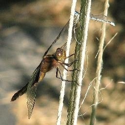林心如演唱宫心计主题曲《落花》人美歌美声音