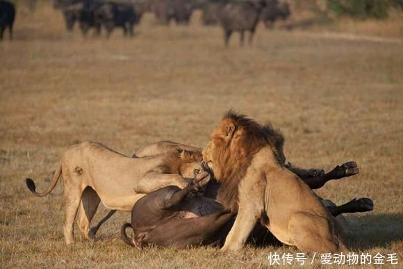 动物世界中的死神来临 正规赌博直营游艺