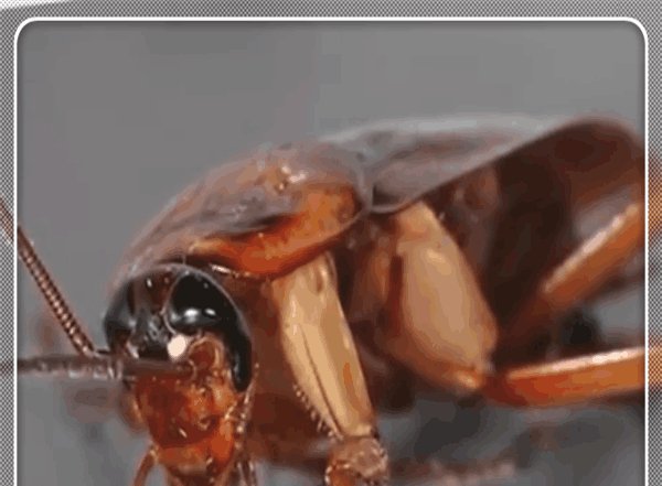 农村老人说杀蟑螂时不要用脚踩,这到底是为什