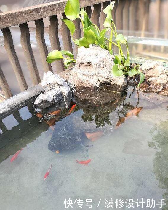 阳台改造的最牛逼的家用露天鱼池,唯一的问题是下大雨了怎么办?