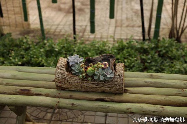 在花卉展上大放异彩的多肉盆景-郑州国际花卉展(图6)