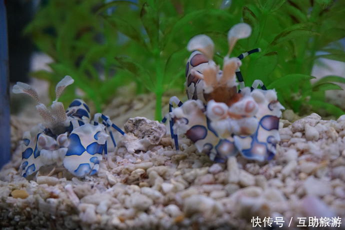 寻奇幻海底世界记参观游玩北京动物园海洋馆!