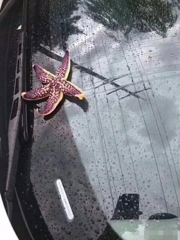 山东青岛下冰雹,比鸡蛋都大,轿车都被砸烂了,大