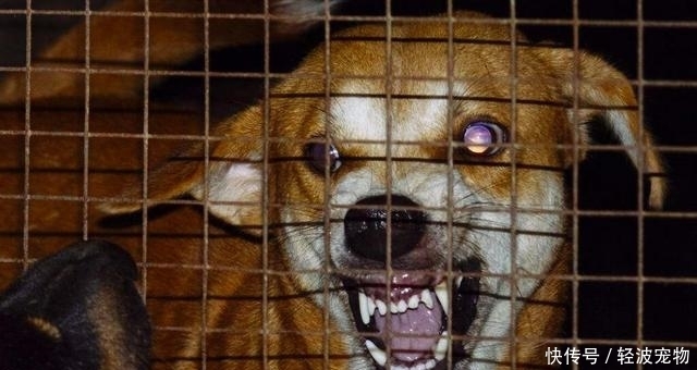 狗狗狂犬病有5种症状,如果超过三种,说明已经