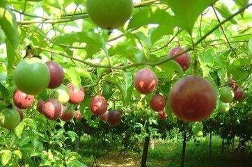 这5种阳台果树,产量高又好养活,再也不买水果