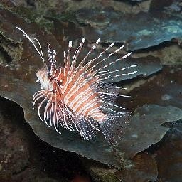 盘点抖音中超火超好听的三首歌曲,最后一首称