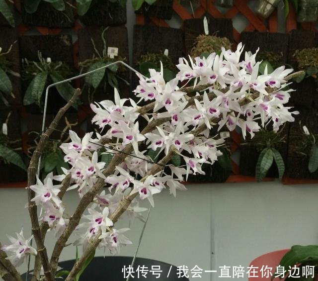 石斛怎么养不死 t01417cbcc318ecb841.jpg