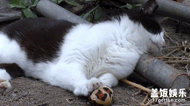 你有哪些和喵星人值得一说的故事?