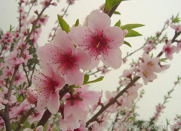 恭城桃花节