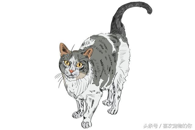 如何判定你的猫是否喜欢你,这9个信号告诉你。