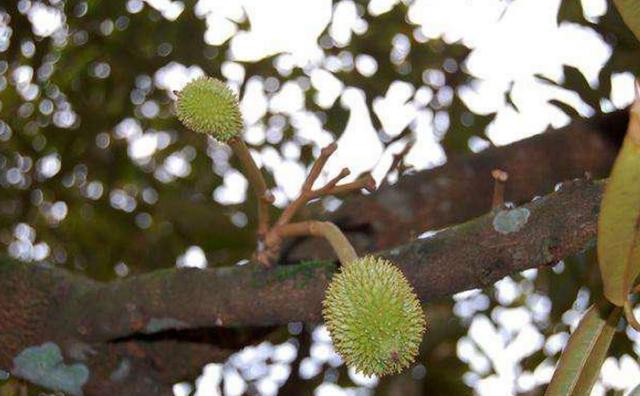 原来榴莲开花的时候,是这样子的