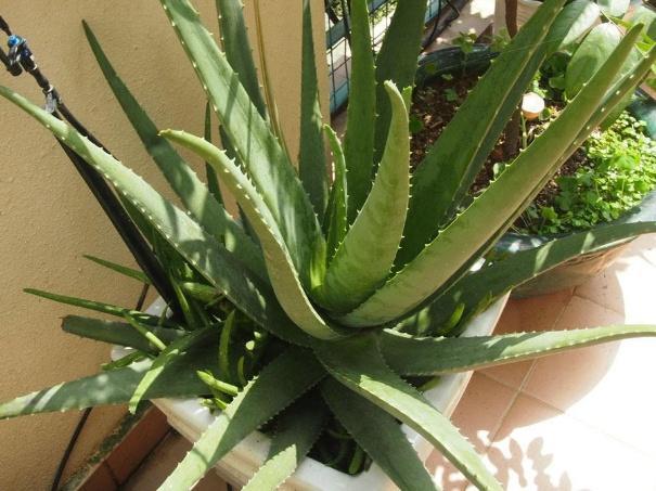 这 3种 植物,家里养几盆,能够杀病菌、去螨虫,身