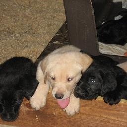 小杜鹃又名阴天打酒喝点灯捉虼蚤 听听像不像