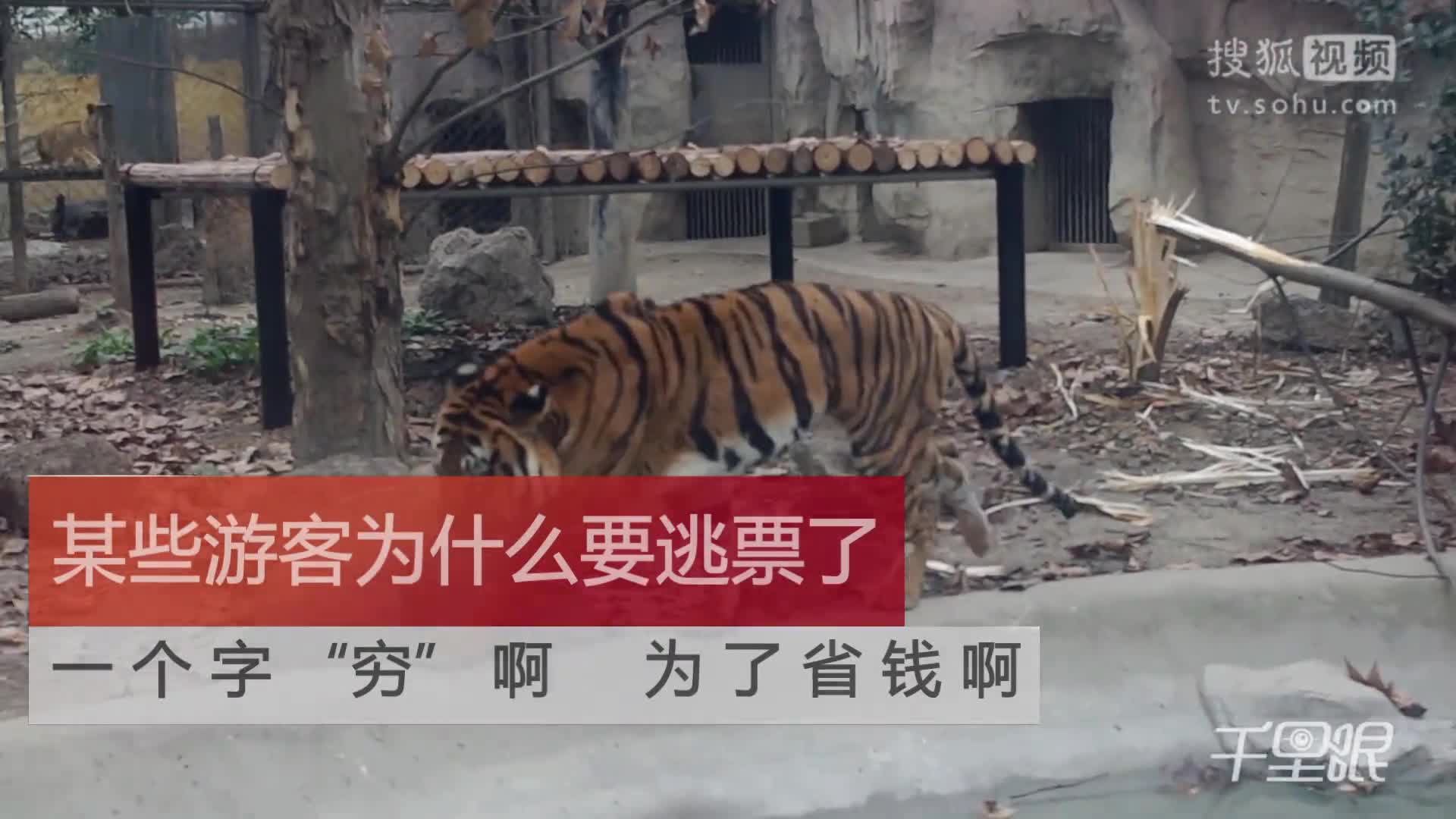【成都】宁波雅戈尔动物园老虎吃人后续思考,如何根治逃票?