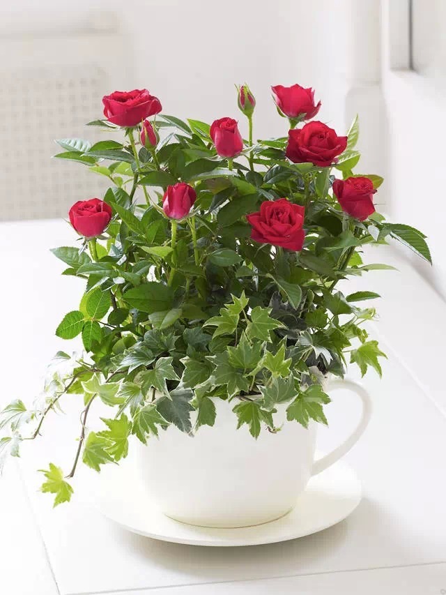 阳台绿植 给点阳光就灿烂的喜光植物