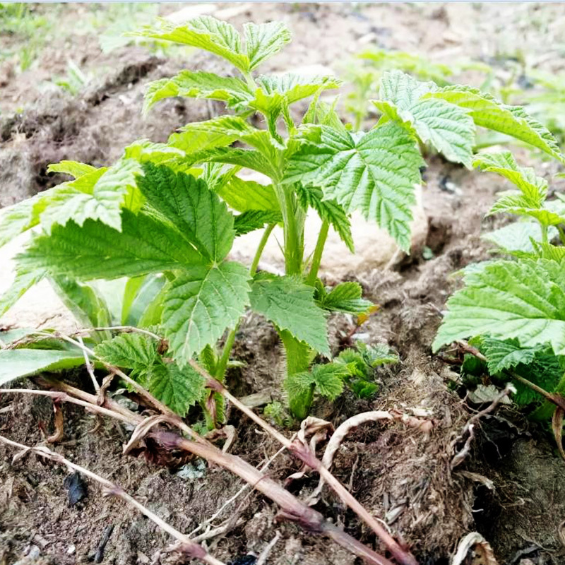 不常见的10大水果,家有庭院的栽上,吃起来更