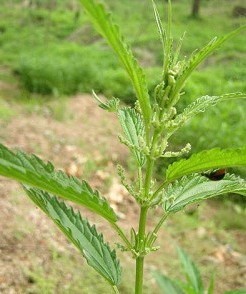 狭叶荨麻