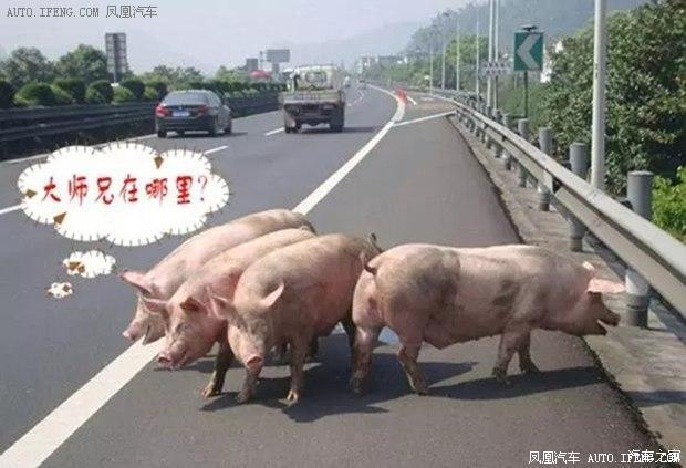 高速遇见狗,是撞?还是躲?90%都会做错 高速遇见狗,是撞?还是躲?90%都会做错