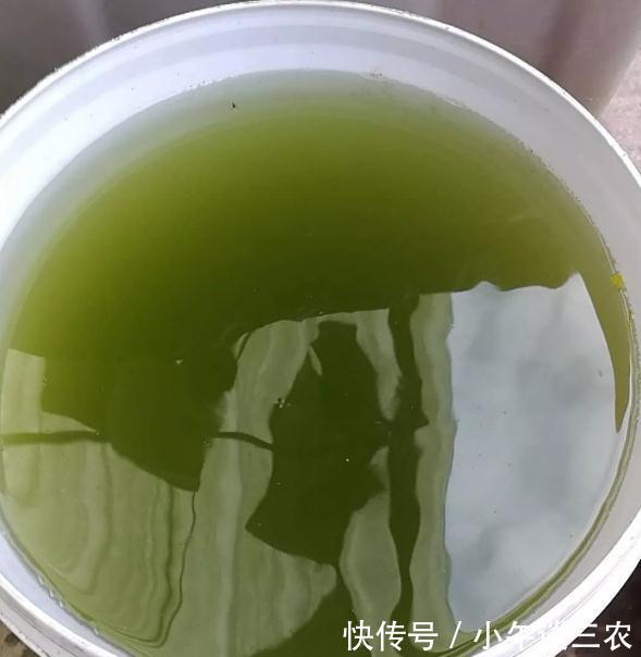 高温雨季,养殖池塘频繁调水,使用芽孢杆菌要不