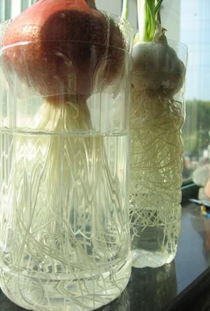 买回的洋葱发芽了,可以放到装水的容器内种植