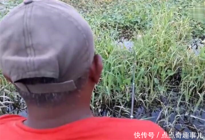 河沟里草多适合手竿垂钓,罗非鱼、埃及塘鲺,一