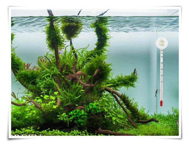 黑壳虾好养吗?该如何养殖