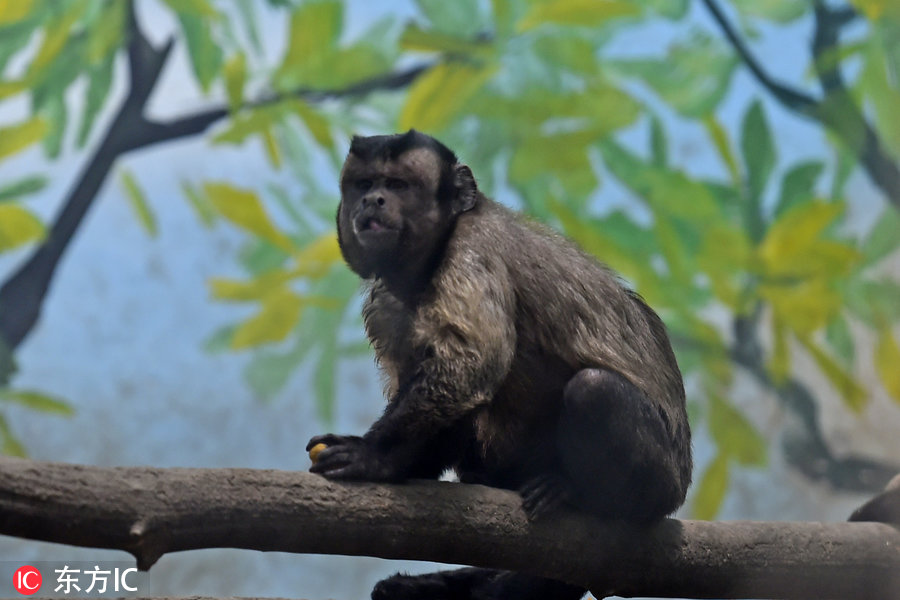 摄影师实拍天津动物园线上走红猴子 丑萌丑萌