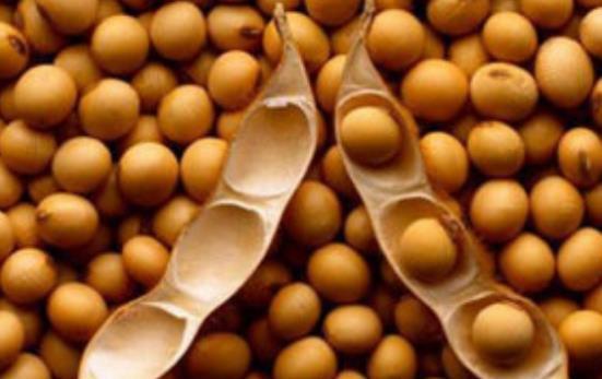 大豆转基因公司