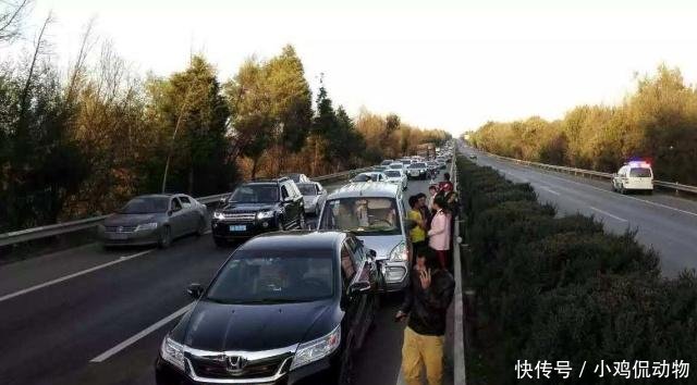 高速公路上令人恶心的行为,现已开始整治!司