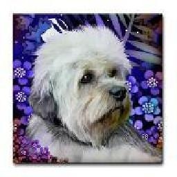 AG超玩会的VV 详细讲解花木兰的使用技巧 推