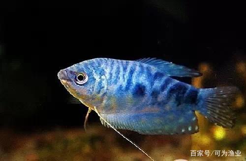 鞍山魚市觀賞魚批發(fā)市場(chǎng)周幾開門啊（鞍山魚市觀賞魚批發(fā)市場(chǎng)周幾開門啊今天）