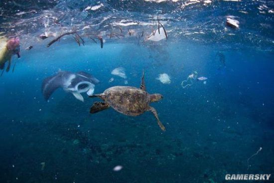 200斤巨型海龟不治身亡因吞食6斤海洋垃圾