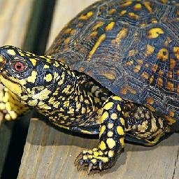 幼儿手指游戏 数星星 幼儿手指操