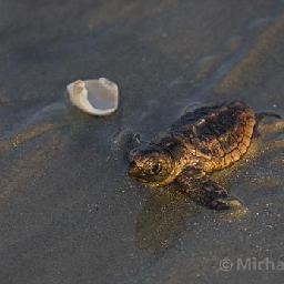 鞋带太脏洗不干净?用塑料瓶摇一摇就能洗干净