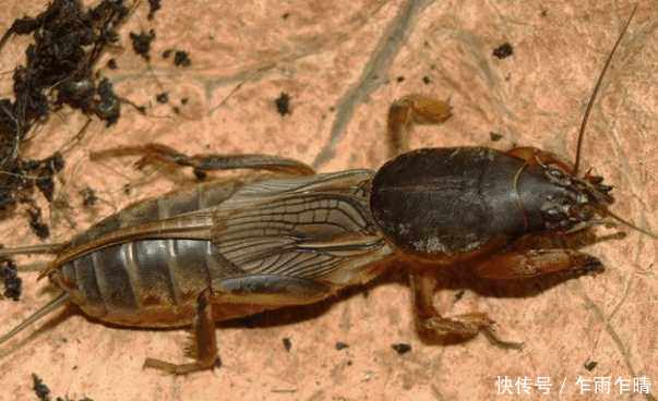 农民们恨之入骨的家伙,可上天入地,身价却不菲,一斤可卖近千元