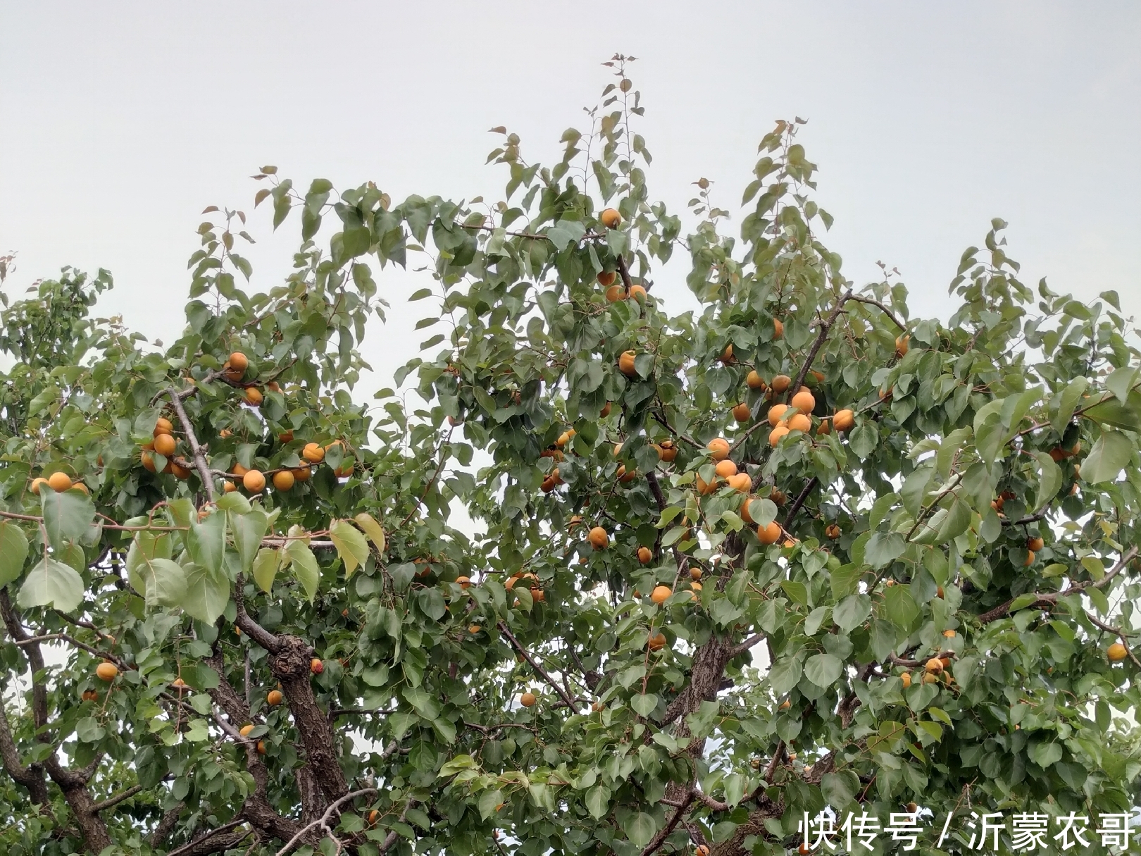 今年产量高价格好的沂蒙山大黄杏，农村大爷却说来年可不这么干了