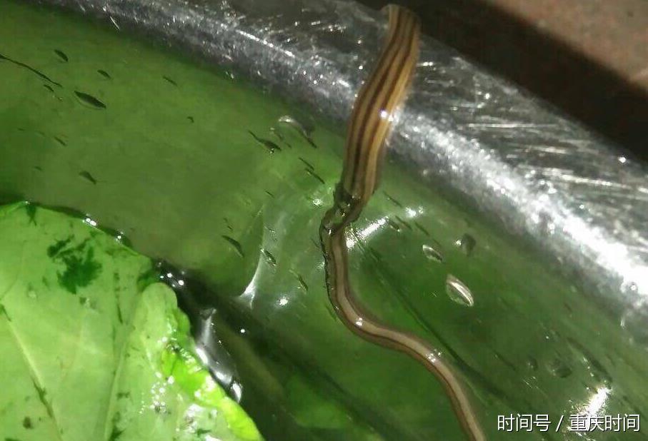 重庆女子在家洗菜 盆里爬出“天蛇” - 钟儿丫 - 响铃垭人 重庆女子在家洗菜 盆里爬出“天蛇” - 钟儿丫 - 响铃垭人