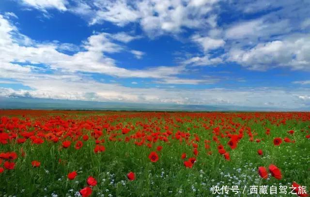 巩乃斯大草原，天山深处的“伊甸园”，一年四季都美得惊人！