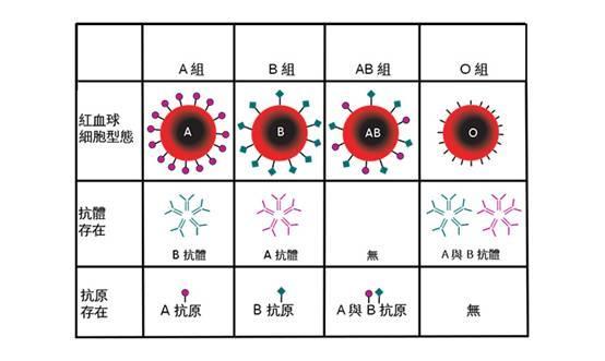 1900年,奥地利病理遗传学家卡尔·兰德斯泰纳发现了a,b,o三种血型.