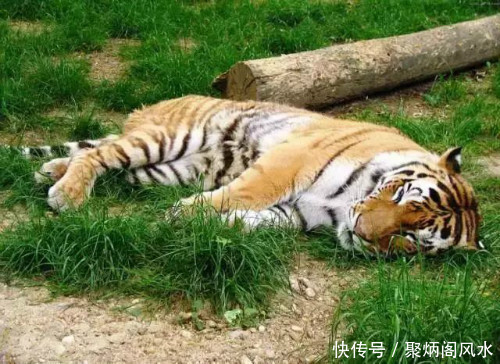 新年到,快来看看2018流年生肖精准运势吧!第一期