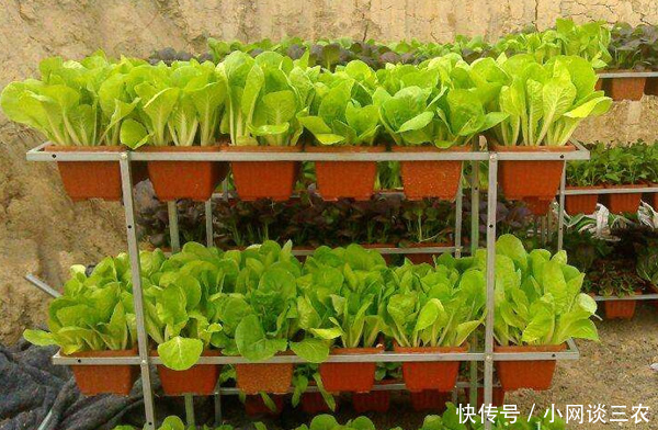 职场女回村种盆栽蔬菜赚钱,10天卖了八千盆