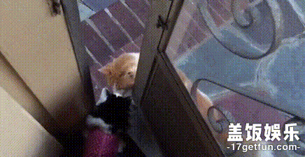 猫:520只允许你们人类秀恩爱么,我们喵星人也要秀