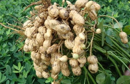 一亩地需要多少花生种_360问答