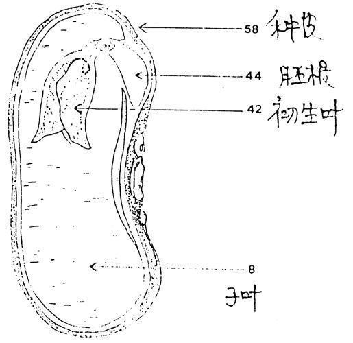 百合是单子叶植物吗_单子叶_双子叶与单子叶