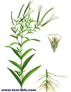 长籽柳叶菜图片