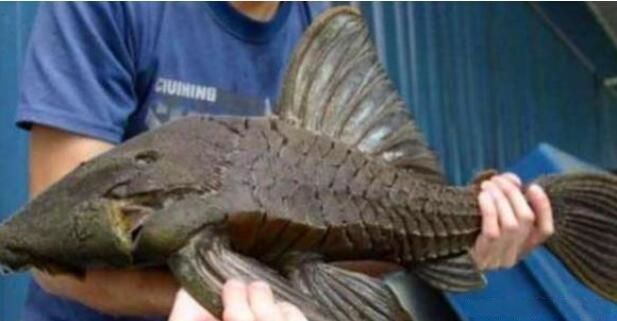 鱼塘总有死鱼浮在水面,大叔感觉不对劲,抽干水