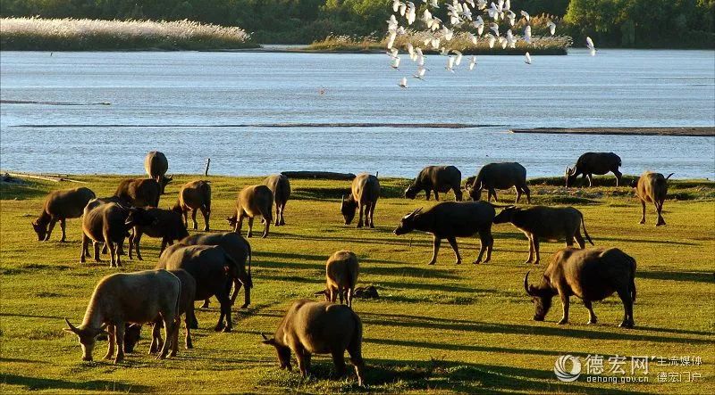 去了盈江才知道,这才叫生活!