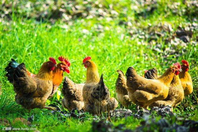 五行中看你是否适合养狗、养猫