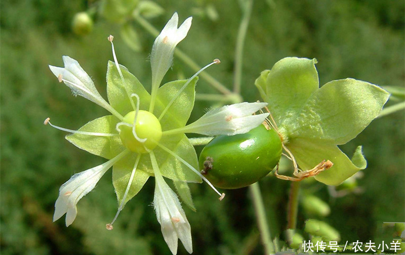 这种野草农民叫它狗筋蔓，可用于跌打损伤和风湿关节痛，建议收藏