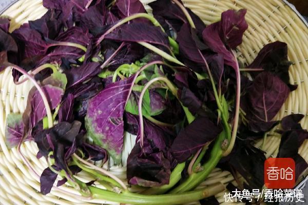 这蔬菜比孩子更菠菜,补钙多吃长月经,身体多吃因为减少大人量节食图片